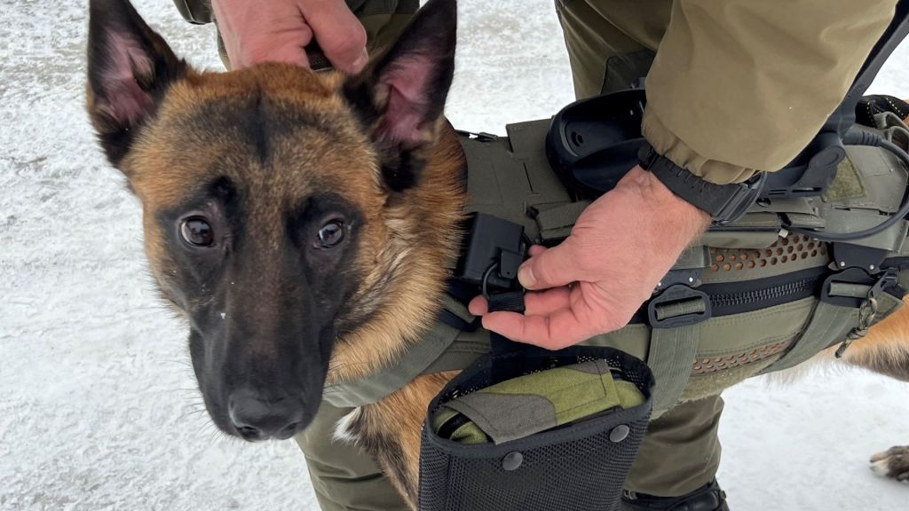 Her får en av Forsvarets hunder teste de nye vestene. Foto: Forsvarsmateriell