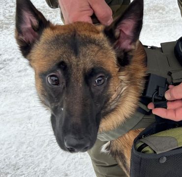 Her får en av Forsvarets hunder teste de nye vestene. Foto: Forsvarsmateriell